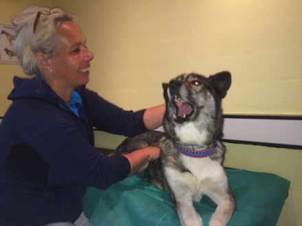 Tierphysiotherapie- und Osteopathie Nina Reich