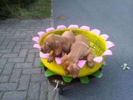 Magyar Vizsla Welpen mit Papiere Im November abzugeben.