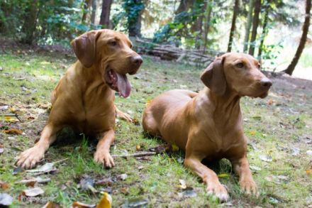 Magyar Vizsla Welpen mit Papiere Im November abzugeben.