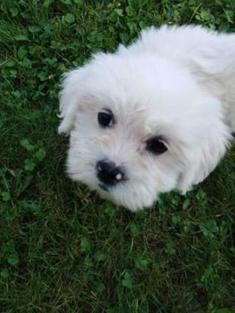 Veseli i razigrani štenci, očiščeni od parazita,