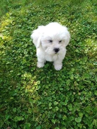 Veseli i razigrani štenci, očiščeni od parazita,