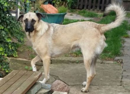 kinderlieber, kastrierter Heiko in NRW in Pflege, 60 cm