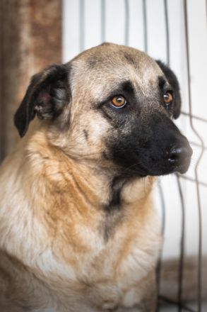 kinderlieber, kastrierter Heiko in NRW in Pflege, 60 cm