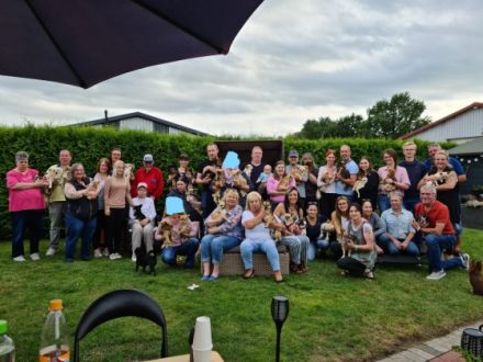 Chihuahua of Sun Valley