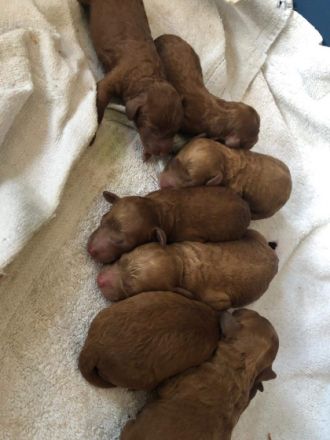 Emanuel vom Winde verweht