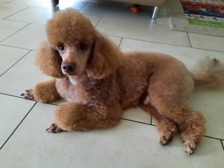 Emanuel vom Winde verweht