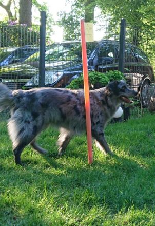 Bangbüx & Bollerkopp Hundetraining