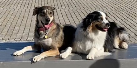 ONLINE Hundetrainer Ausbildung (m/w/d)