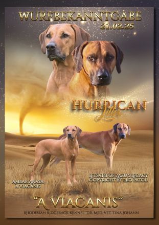 Welpen Rhodesian Ridgeback
