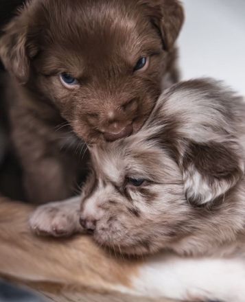 Oceanview Australian Shepherd