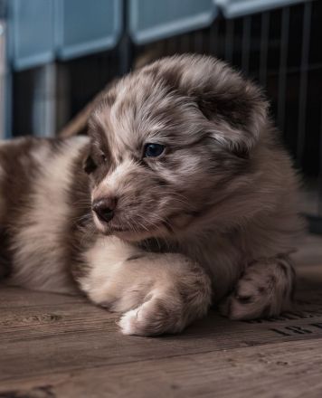 Oceanview Australian Shepherd
