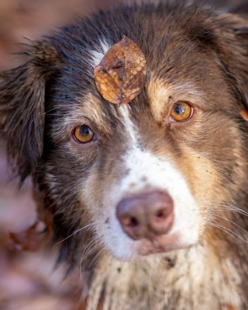 Oceanview Australian Shepherd