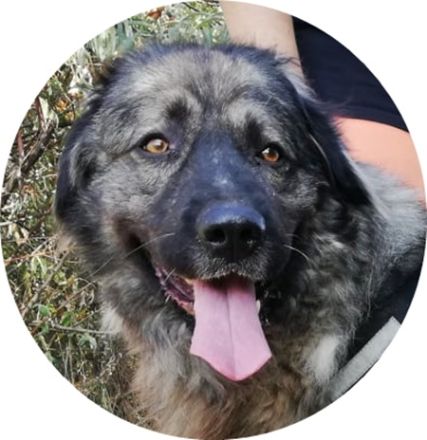 STEFÁNIA - 66 cm - KAUKASE MISCHLING sucht Zuhause mit