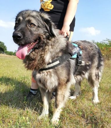 STEFÁNIA - 66 cm - KAUKASE MISCHLING sucht Zuhause mit