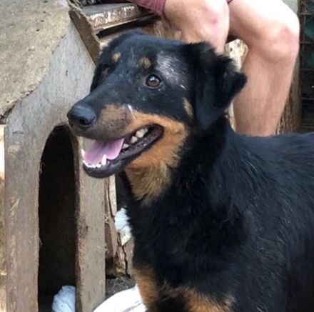 MAILA - 46 cm - SUCHT LEUTE MIT HERZ! (aus dem