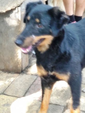 MAILA - 46 cm - SUCHT LEUTE MIT HERZ! (aus dem