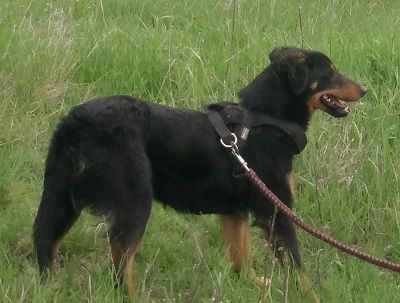 MAILA - 46 cm - SUCHT LEUTE MIT HERZ! (aus dem