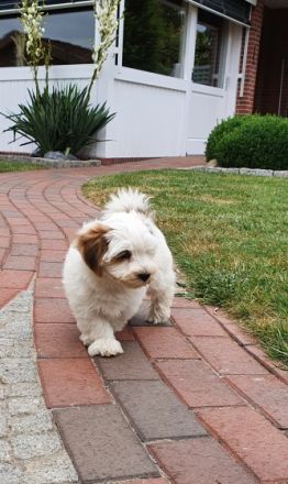 Zur Zeit habe ich wieder süße Havaneserwelpen mit