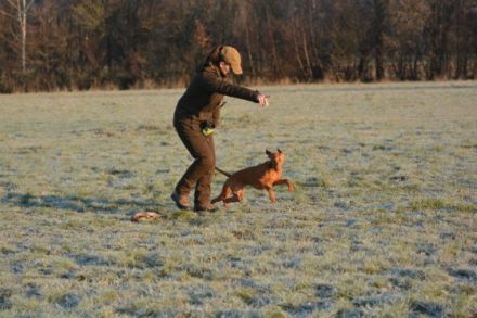 Meine Welt der Jagdhunde