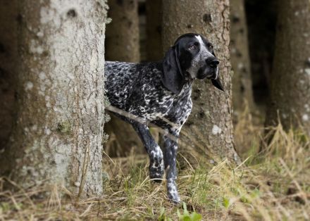 di Margherita de Sevreville