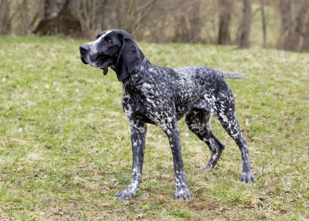 di Margherita de Sevreville