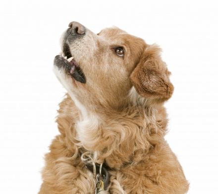 Benecura - Meisterbandagen für Tiere seit 2007, Monika Reeh-Mehlis