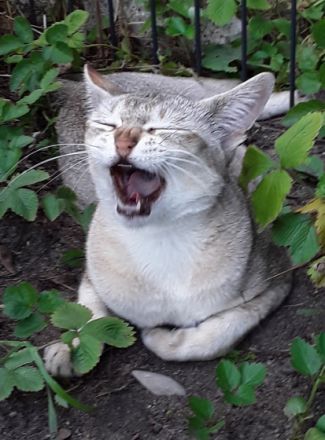 Singapura vom Frankenland