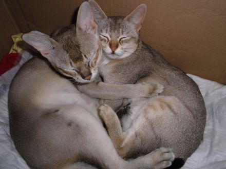 Singapura vom Frankenland