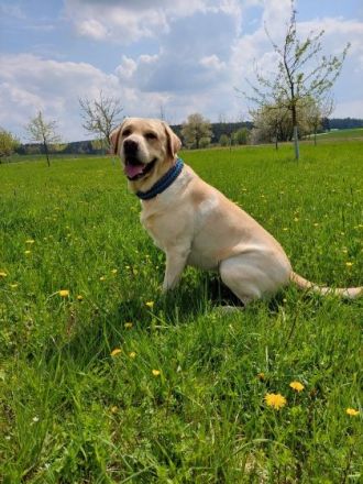 Lennox von der Labrador Ranch