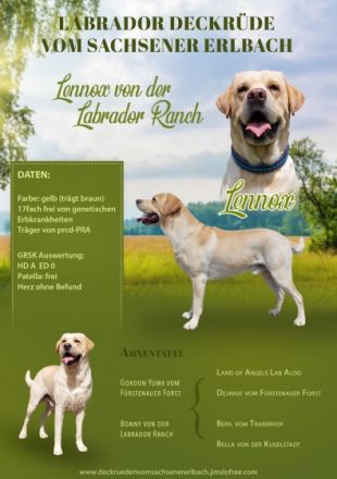 Lennox von der Labrador Ranch