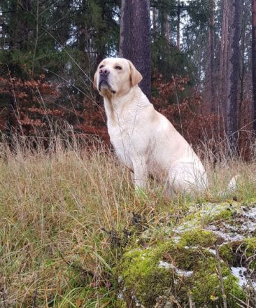 Lennox von der Labrador Ranch