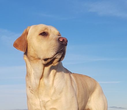 Lennox von der Labrador Ranch