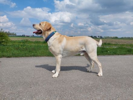 Lennox von der Labrador Ranch