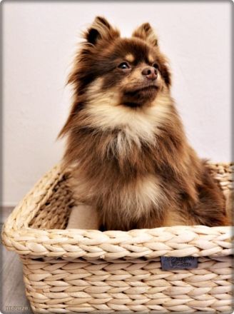 El Dorado Trollgardens