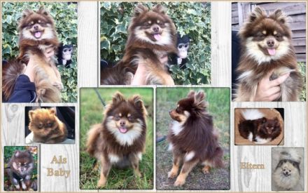 El Dorado Trollgardens