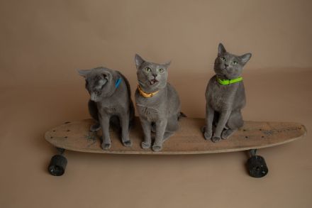 Rasputin Deckkater mit Stammbaum
