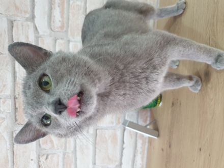 Anton Deckkater mit Stammbaum