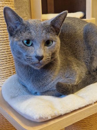 Rasputin Deckkater mit Stammbaum