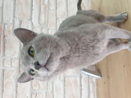 Anton Deckkater mit Stammbaum