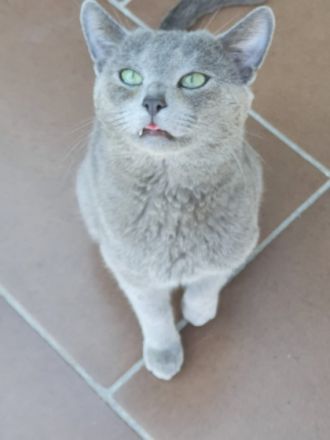 Anton Deckkater mit Stammbaum