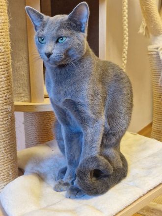 Rasputin Deckkater mit Stammbaum