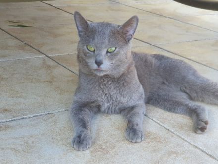 Anton Deckkater mit Stammbaum