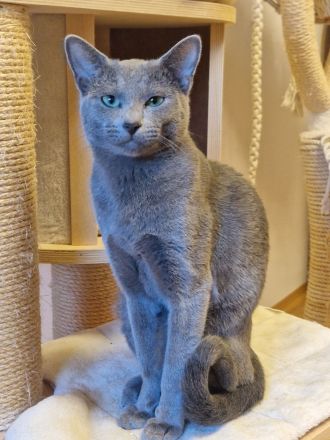 Rasputin Deckkater mit Stammbaum