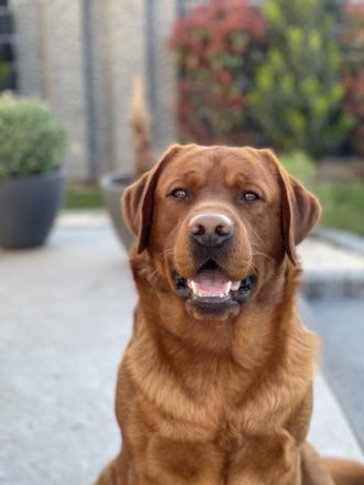Labrador Deckrüde Bob Marley od Himalájského cedru