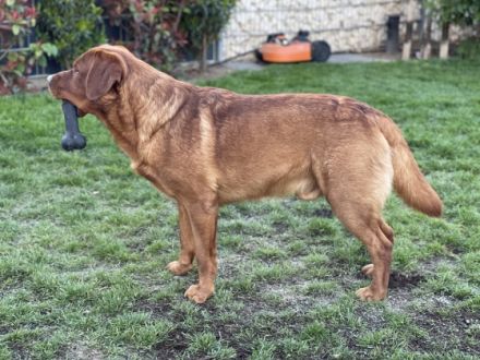 Labrador Deckrüde Bob Marley od Himalájského cedru