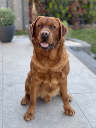 Labrador Deckrüde Bob Marley od Himalájského cedru