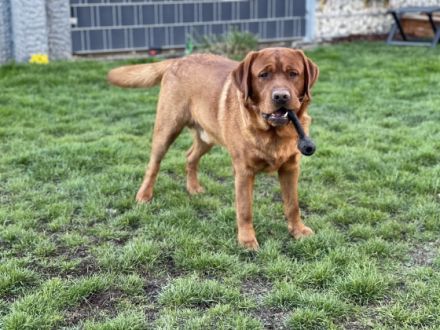 Labrador Deckrüde Bob Marley od Himalájského cedru