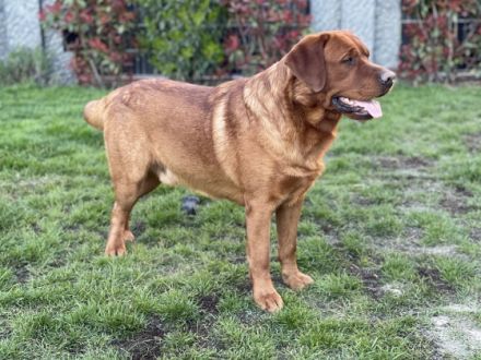 Labrador Deckrüde Bob Marley od Himalájského cedru