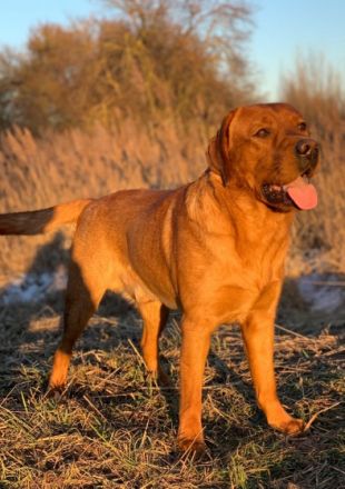 Pablito du Domaine de Biazak