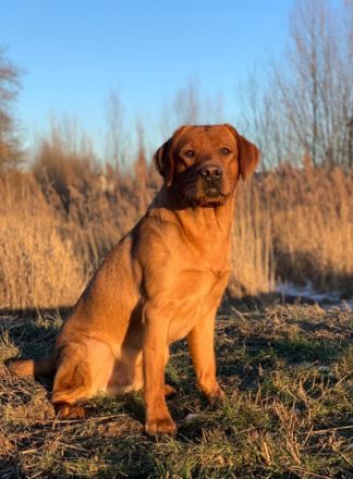 Pablito du Domaine de Biazak